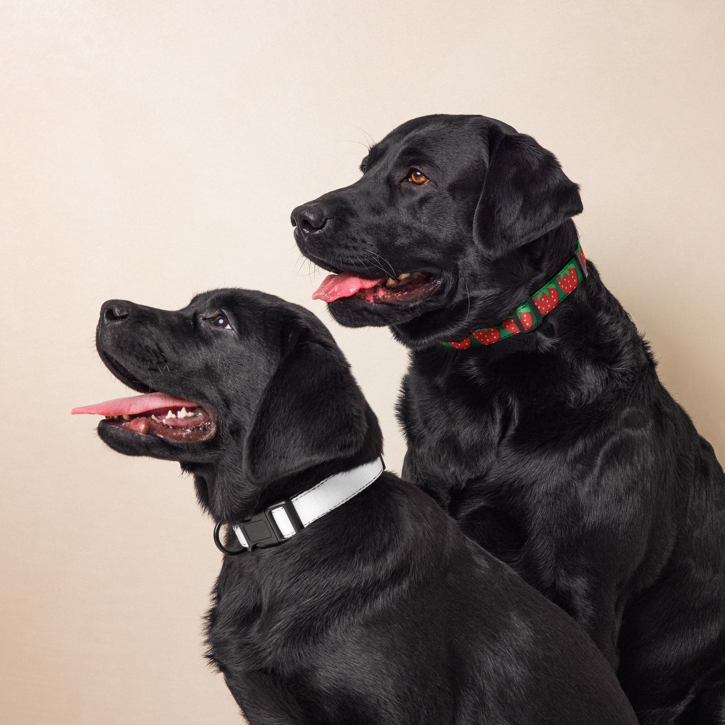 Pet collar